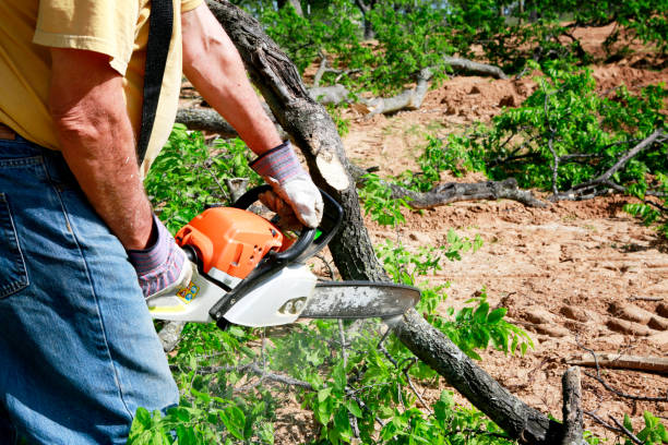 How Our Tree Care Process Works  in  Olivet, MI